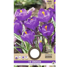 Verpackung mit 10 Krokussen der Sorte Flower Record