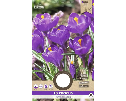 Blumenzwiebel Krokus ' Flower Record ' 10 Stück