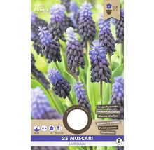 Packung mit 25 Muscari Latifolium Blumenzwiebeln