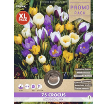 Florex Krokus Botanical Mix XL Packung mit 75 Krokussen