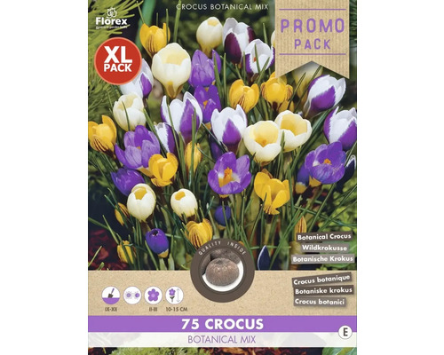 Blumenzwiebel Krokus ' Botamische Mix ' 75 Stück