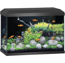 Aquarium mit Fischen, Pflanzen und Steinen