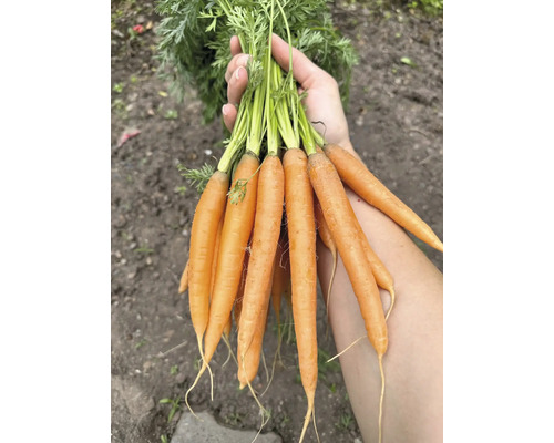 Eine Hand hält ein Bund Karotten mit Grünzeug.