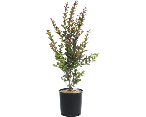 Toskana-Flieder Mix FloraSelf Lagerstroemia indica H 60-80 cm Co 9 L, 35 Jahre FloraSelf Jubiläums Edition