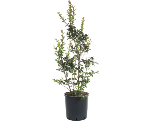 Toskana-Flieder Mix FloraSelf Lagerstroemia indica H 80-100 cm Co 18 L, 35 Jahre FloraSelf Jubiläums Edition