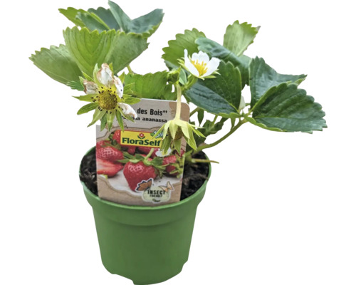 Bio Erdbeere 'Mara des Bois' FloraSelf Bio Ø 9 cm Topf, Remontierend/ immertragend, intensiver Geschmack