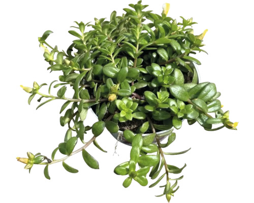 Portulakröschen Trio dreifarbig FloraSelf Portulaca campino Trio Ø 12 cm Topf Topf mit Sukkulente mit gelben Blüten
