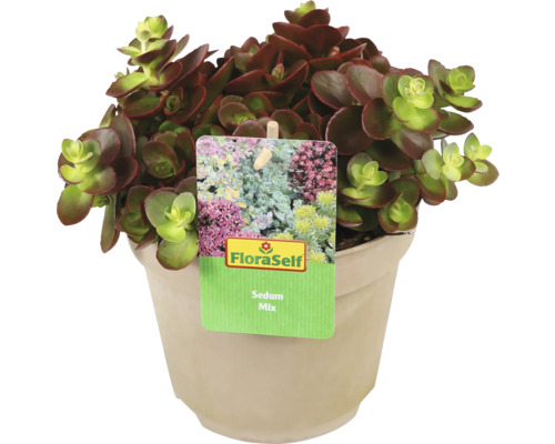 Sedum Mix Pflanze im Topf mit FloraSelf Etikett