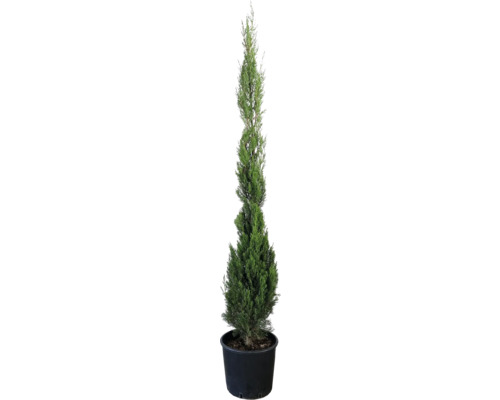 Säulenzypresse 'Stricta' FloraSelf Cupressus sempervirens 'Stricta' H 125-150 cm Co 12 L