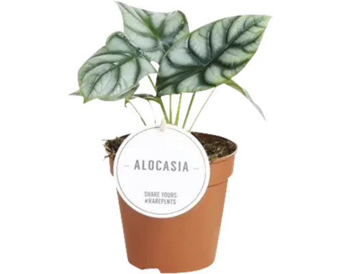 Alocasia Zimmerpflanze im Topf