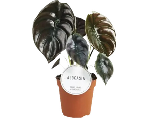 Alocasia Zimmerpflanze im Topf