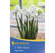 Kiepenkerl 5 Narzissen Paperwhite