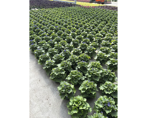 Reihen von Topfpflanzen im Gewächshaus