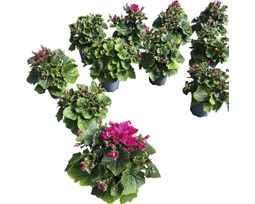 Mehrere blühende Topfpflanzen mit grünen Blättern