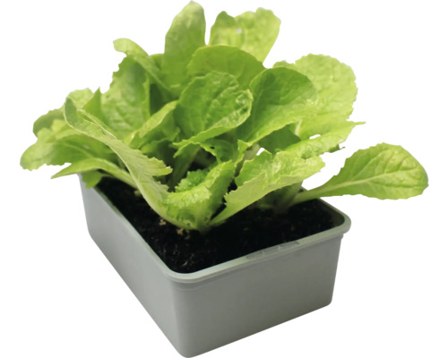 Salatsetzling in Pflanzgefäß