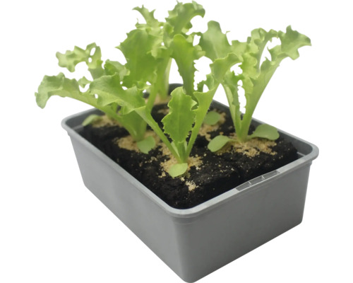 Salatsetzlinge in Anzuchtschale