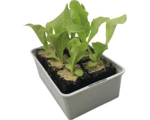 Salatsetzlinge in Anzuchtschale