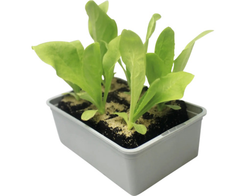 Jungpflanzen von Pflücksalat in Anzuchtschale