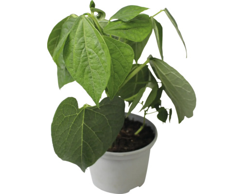 Betelpfeffer Pflanze im Topf