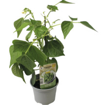 Stangenbohne im Topf für den Garten