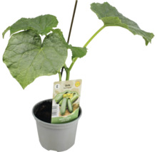 Gurkenpflanze im Topf mit Pflanzenetikett und Stützstab