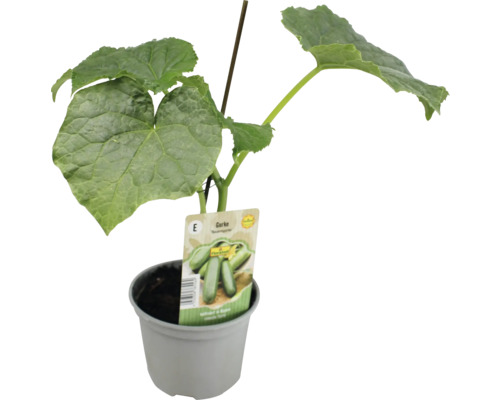 Gurkenpflanze im Topf mit Pflanzenetikett und Stützstab