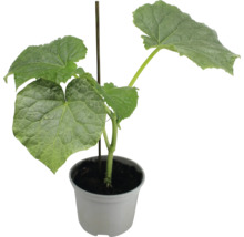 Gurkenpflanze im Topf mit Rankhilfe