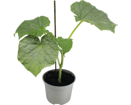 Gurkenpflanze im Topf mit Rankhilfe