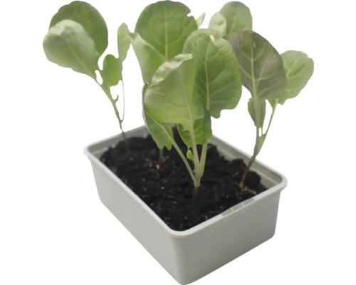 Jungpflanzen im Topf