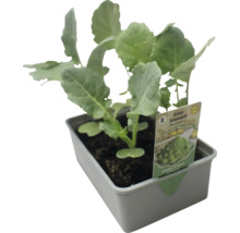 Jungpflanze Grüner Blumenkohl im Anzuchttopf