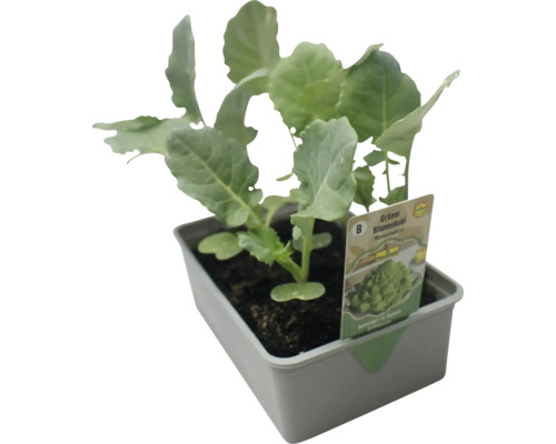 Jungpflanze Grüner Blumenkohl im Anzuchttopf