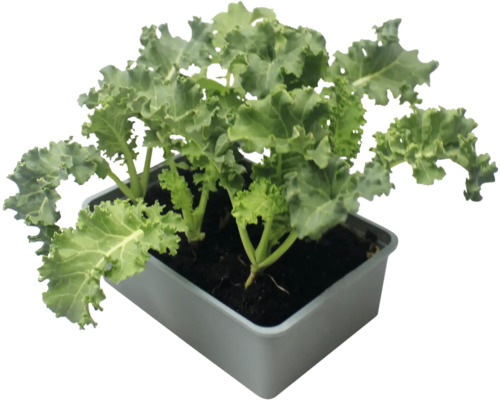 Grünkohlpflanze im Topf