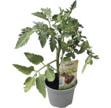 Cocktailtomate im Topf