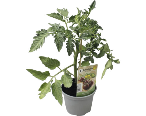 Cocktailtomate im Topf