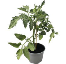 Tomatenpflanze im Topf mit Pflanzenstab