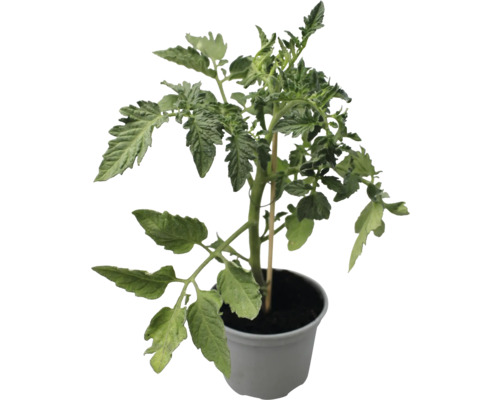 Tomatenpflanze im Topf mit Pflanzenstab