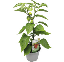 Habanero Pflanze im Topf