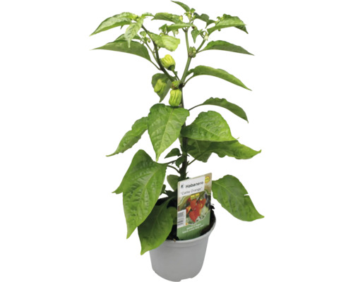 Habanero Pflanze im Topf