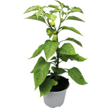 Chili Pflanze im Topf