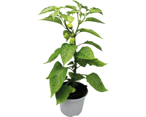Chili Pflanze im Topf