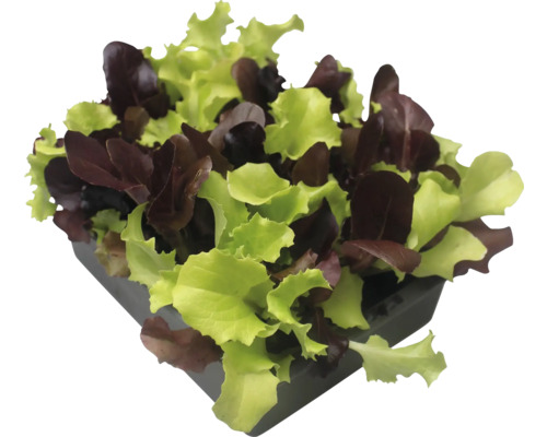 Kopfsalat-Mix im Topf