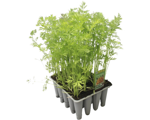 Karottenjungpflanzen in einer Anzuchtplatte