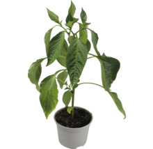 Paprika Jungpflanze im Topf