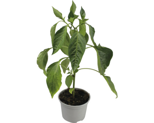 Paprika Jungpflanze im Topf