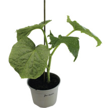 Gurkenpflanze in einem Topf mit Stützstab