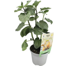 Physalis Pflanze im Topf