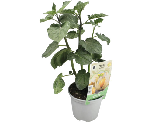 Physalis Pflanze im Topf