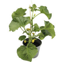 Melonenpflanze mit Stützstab in einem Topf