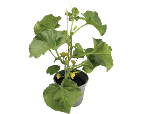 Melonenpflanze mit Stützstab in einem Topf