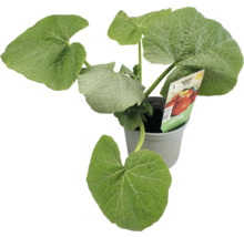 Hokkaido Kürbis Jungpflanze im Topf